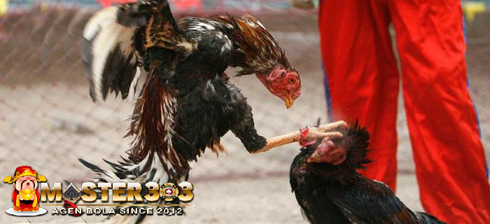 Akibat Pukulan Ayam Bangkok