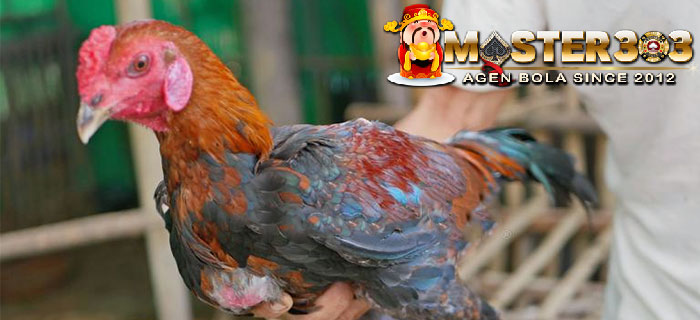 Mengobati Memar Ayam Bangkok