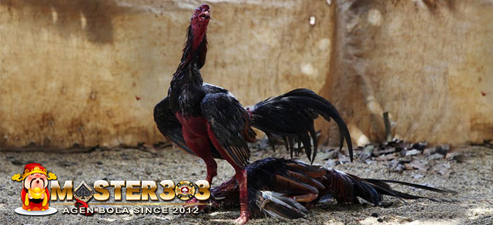 Ayam Bangkok Sisik Mematikan