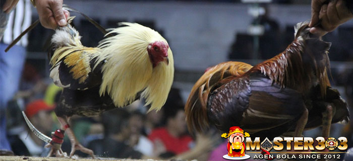 Pelatihan Ayam Bangkok Taji Pisau
